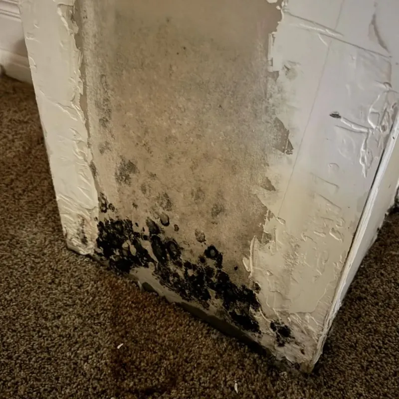 Professional Mold Removal in Mount Olive, NC